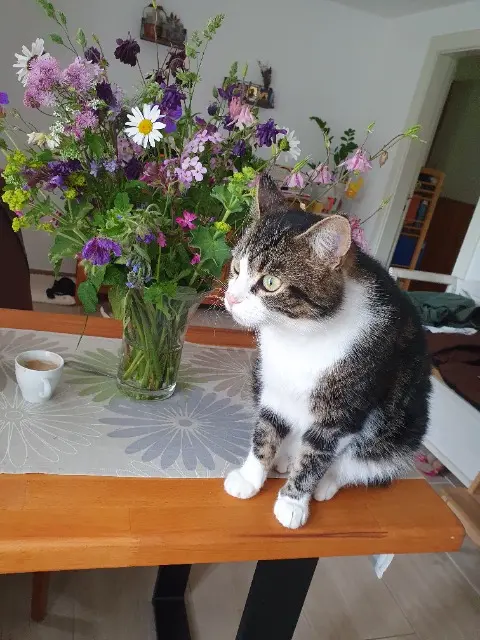 Kater lost   22926 Ahrensburg Muffy